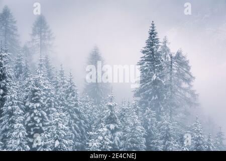 Italia, Veneto, Belluno, Agordino, alberi sempreverdi innevati, foresta invernale, mattina nebbia nelle Dolomiti Foto Stock