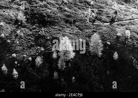 Europa, Svizzera, Graubünden, Engadina, alta Engadina, colori autunnali larici di pino di pietra svizzero dall'alto Foto Stock