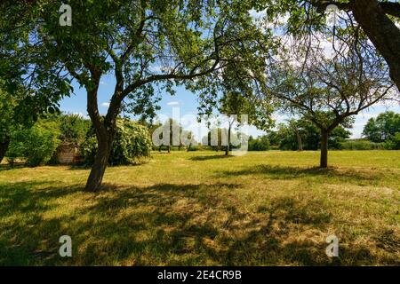 Riserva naturale Haselbacher Teiche vicino Haselbach, distretto di Altenburger Land, Turingia, Germania Foto Stock