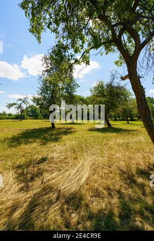 Riserva naturale Haselbacher Teiche vicino Haselbach, distretto di Altenburger Land, Turingia, Germania Foto Stock