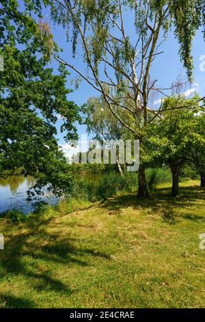 Riserva naturale Haselbacher Teiche vicino Haselbach, distretto di Altenburger Land, Turingia, Germania Foto Stock