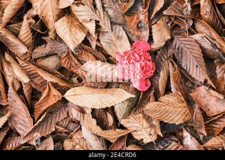 Un fiore rosso camelia in autunno lascia in un giardino giapponese. Foto Stock