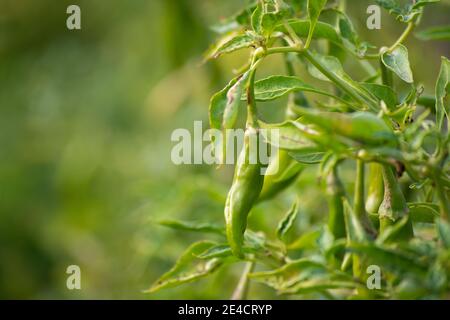 Peperoncini verdi che crescono sull'albero nel giardino Foto Stock
