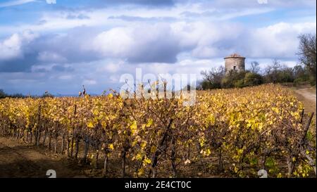 Antico mulino tra vigna vicino Coursan in autunno Foto Stock