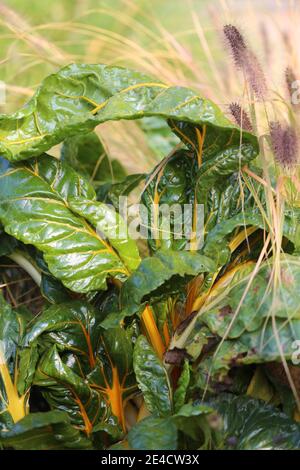Chard 'Bright Lights' (Beta vulgaris) mescolato con erbe Foto Stock
