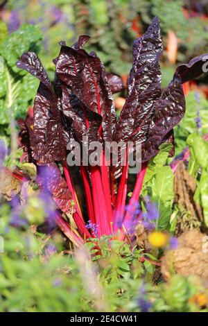 Chard 'Bright Lights' (Beta vulgaris) mescolato con fiori estivi Foto Stock