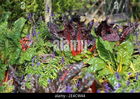 Chard 'Bright Lights' (Beta vulgaris) mescolato con fiori estivi Foto Stock