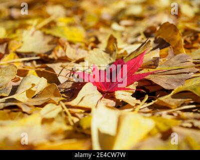 Una foglia rossa contro le foglie gialle di ginkgo in autunno, a Tokyo, Giappone. Foto Stock