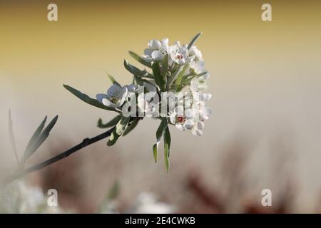 Fiore di pera di lievito (Pyrus salicifolia) Foto Stock