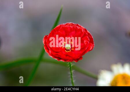 'Shirley, Falling in Love' Poppy di mais, Kornvallmo (Papaver rhoeas) Foto Stock