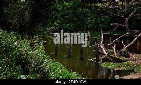 Decadimento di pali di legno una volta utilizzato per un ponte che attraversa un torrente Foto Stock