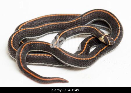 Serpente malese a strisce di Corallo - Calliophis intestinalis- isolato su bianco sfondo Foto Stock