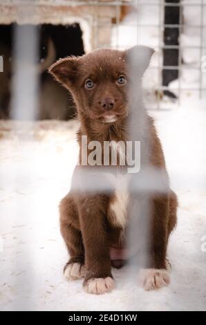 Cute marrone e bianco cucciolo di Husky cane slitta guardando persone fuori dalla sua gabbia a Kiruna, Svezia, Lapponia, Scandinavia in Europa Foto Stock