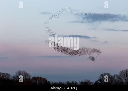 Gregge di uccelli che fanno una bella e perfetta forma nel cielo, sopra alcuni alberi Foto Stock