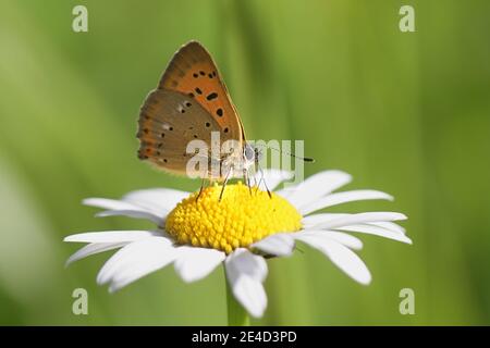 Lycaena virgaureae, conosciuta come rame scarso, una farfalla dalla Finlandia Foto Stock