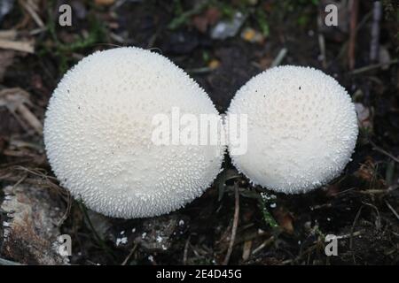 Lycoperdon pratense, chiamato anche Vascellum pratense, comunemente noto come Meadow Puffball, fungo selvaggio dalla Finlandia Foto Stock