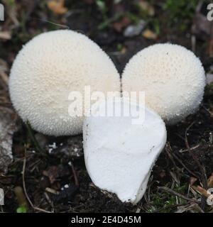 Lycoperdon pratense, chiamato anche Vascellum pratense, comunemente noto come Meadow Puffball, fungo selvaggio dalla Finlandia Foto Stock