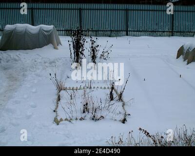 Le piante sono coperte di stoffa in inverno nel giardino, Russia Foto Stock