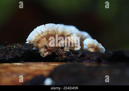 Stereum sanguinolentum, conosciuto come crosta sanguinante di conifere, fungo selvatico dalla Finlandia Foto Stock