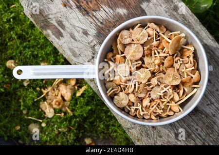 Funghi di miele in acciaio colander primo piano. Pulizia funghi commestibili per la cottura Foto Stock