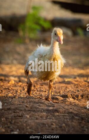 Gosling cammina intorno alla penna sollevando il piede destro Foto Stock