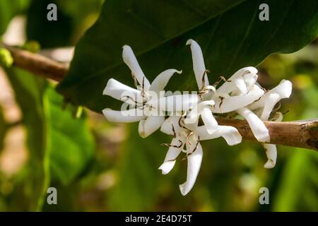 I piccoli delicati fiori bianchi di un arbusto di caffè, Coffea arabica, in fiore, fotografati in primavera in una fattoria di caffè nel Lowveld Foto Stock