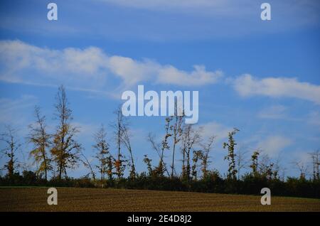 colorati alberi d'autunno con cielo Foto Stock