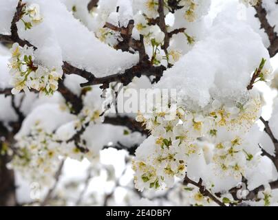 Rami con fiori di ciliegia in fiore sotto la neve tarda. Macro shot con profondità di campo bassa. La ciliegia in fiore cadde sotto la nevicata. Foto Stock