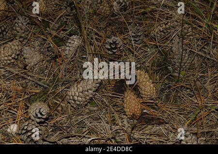 pinecone sul terreno in foresta Foto Stock