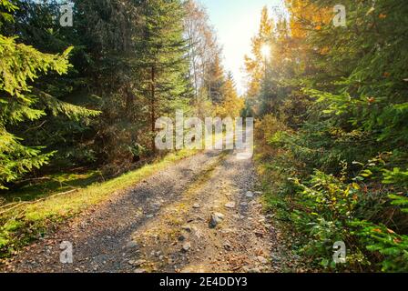 Strada della foresta di polvere e roccia, alberi autunnali su entrambi i lati, retroilluminazione del sole sullo sfondo Foto Stock