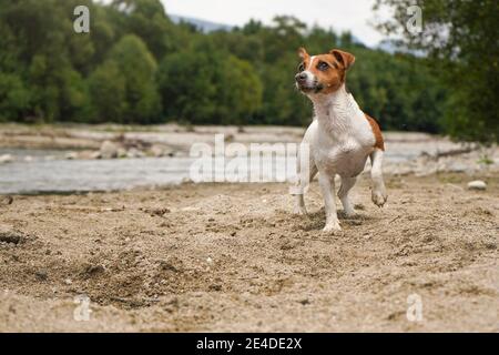 Piccolo cane Jack Russell terrier in piedi sulla spiaggia sabbiosa vicino al fiume, una gamba in su, guardando attentamente, acqua sfocata e gli alberi in background Foto Stock
