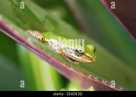 Piccolo Madagascar verde albero rana poggiante su foglia verde, dettaglio primo piano Foto Stock