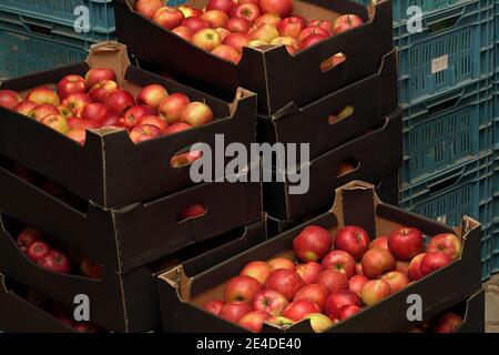 Mele gialle e rosse in scatole di cartone di carta impilate al magazzino della frutta Foto Stock