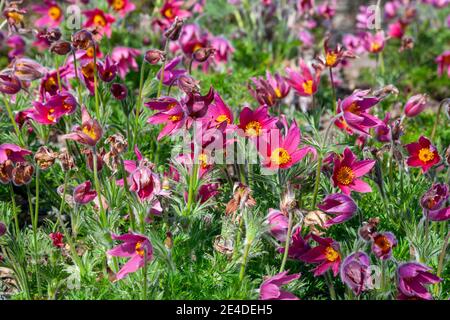 Pulsatilla vulgaris 'Rubra' una pianta fiorente rossa perenne primaverile comunemente conosciuta come fiore pasque, foto d'inventario Foto Stock