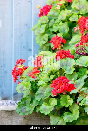 Gerani rossi luminosi contro una recinzione da giardino verde pallido Foto Stock