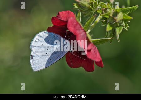 Holly farfalla blu (Celastrina argiolus) raccolta nettare da un fiore rosso scuro Potentilla, Berkshire, agosto Foto Stock