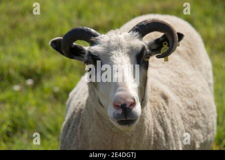 Testa e corna di un animale domestico Shetland Wether Sheep con occhio nero 'Patches' poco dopo il tosing, Berkshire, luglio Foto Stock