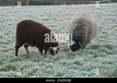 Yearling Shetland agnello insieme ad una pecora di svezzamento che pascolano su pascolo gelido in una mattina fredda, Berkshire, gennaio Foto Stock