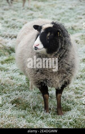 Un animale domestico Shetland Wether pecora con occhio nero 'macchie' e un naso bianco e spesso cappotto di lana su un pascolo gelido, Berkshire, gennaio Foto Stock