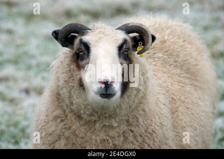 Testa e corna di un animale domestico Shetland Wether Sheep con occhio nero 'patch' e viso bianco, Berkshire, luglio Foto Stock