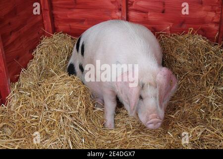 Un vecchio campione di Gloucester Pig sulla paglia in una penna di legno. Foto Stock