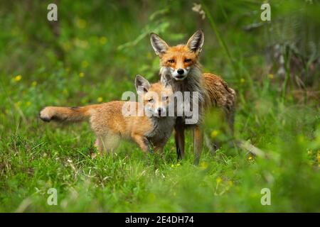 Giovane cucciolo di volpe rossa coccolato con la madre in primavera natura Foto Stock