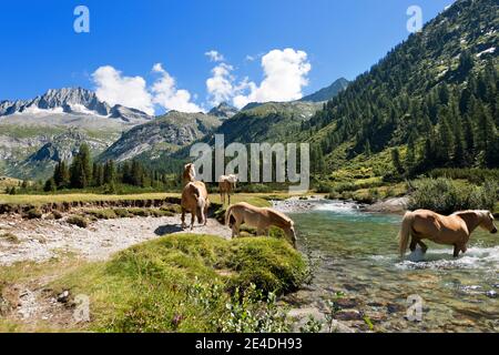 Mandria di cavalli che pervade il fiume Chiese nel Parco Nazionale dell'Adamello Brenta. Trentino Alto Adige, Italia Foto Stock