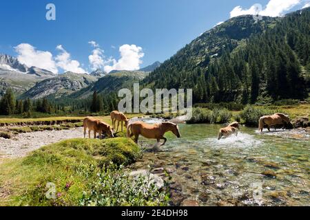 Mandria di cavalli che pervade il fiume Chiese nel Parco Nazionale dell'Adamello Brenta. Trentino Alto Adige, Italia Foto Stock