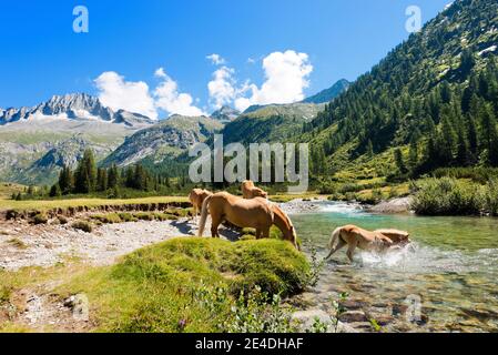 Mandria di cavalli che pervade il fiume Chiese nel Parco Nazionale dell'Adamello Brenta. Trentino Alto Adige, Italia Foto Stock