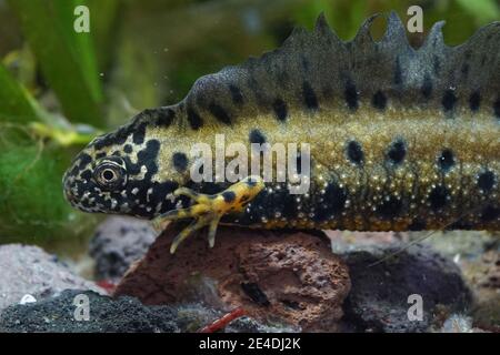 Primo piano di un colorato adulto maschio Danubio crestato newt, Triturus dobrogicus Foto Stock