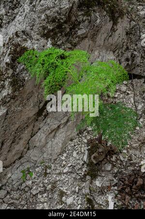 Pianta di finocchio selvatico. Abruzzo, Italia, Europa Foto Stock