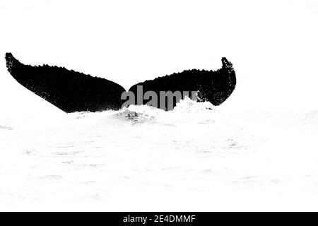 Arte della natura in bianco e nero, balena e gabbiano. Megattere, Megaptera novaeangliae, coda caudale pinna di balena in acqua di mare. Scena della fauna selvatica Foto Stock