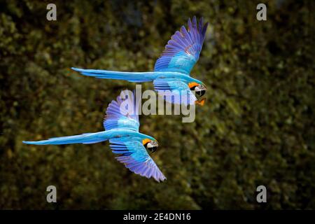 Pappagallo di Macaw in volo. Grande ararauna blu Ara nell'habitat verde scuro della foresta di Pantanal, Brasile. Scena faunistica d'azione dal Sud America. Uccello in Foto Stock