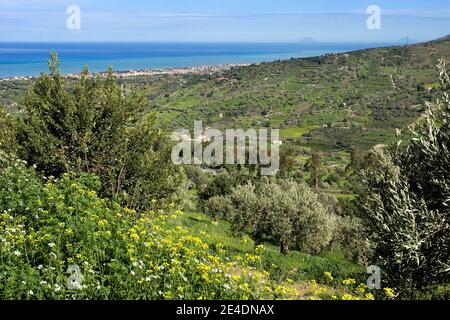 Olivi e uliveti con il mare e le colline sullo sfondo Foto Stock
